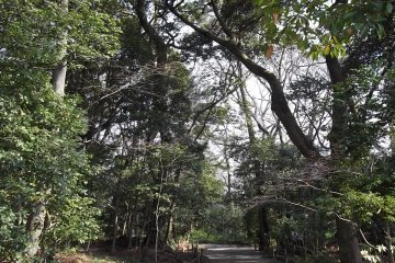 <p>ทางเดินที่ค่อยๆคดเคี้ยวผ่านต้นไม้ในป่า</p>