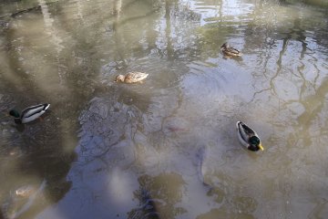 <p>Not all the ponds are dry, so there are ducks and fish to feed</p>