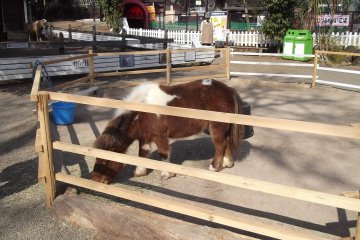 <p>A miniature pony in the animal park</p>
