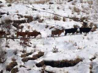 Sapi-sapi berusaha menemukan tempat berpijak di Dataran Tinggi Aso