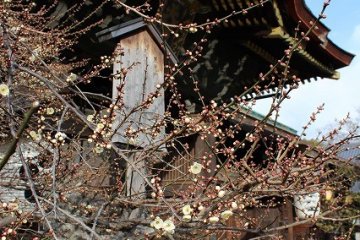 <p>Blossoming plum trees next to the&nbsp;Kitano-Tenmangu&nbsp;main shrine</p>