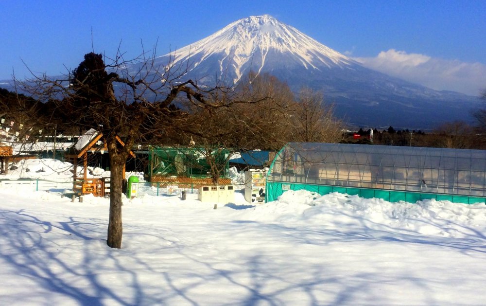 The Asagiri Plateau, located at the foot of Mt. Fuji, is one of Japan&#39;s top &quot;dairylands.&quot;