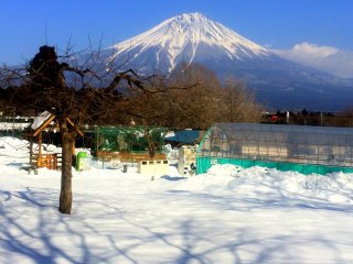 ที่ราบสูงอาซางิริอยู่บริเวณเชิงเขาของภูเขาไฟฟูจิ &nbsp;ที่นี่ถือได้ว่าเป็น &quot;ดินแดนแห่งนมสด&quot; ที่สำคัญของญี่ปุ่น