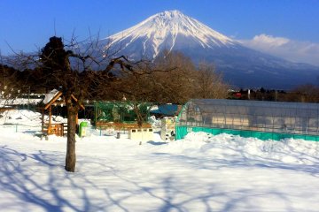 <p>The Asagiri Plateau, located at the foot of Mt. Fuji, is one of Japan&#39;s top &quot;dairylands.&quot;</p>