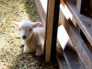 Makaino had a little lamb, little lamb, little lamb. Its fleece was white as snow.