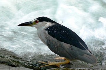 <p>Many species of Herons, like the Night Heron can be found in Kyoto.</p>