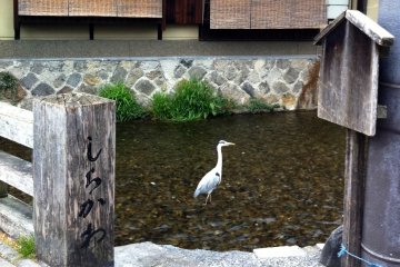 <p>Egrets returning to the canals and streams near Gion and the Kamogawa in Kyoto</p>