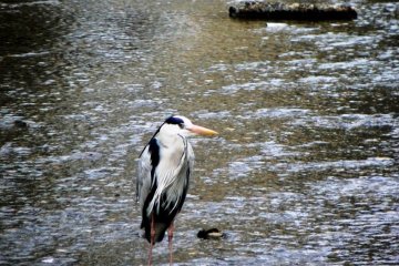 <p>Herons of all shapes and sizes can be seen in the rivers and streams near the Kamogawa in Kyoto</p>