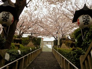 この階段を昇ると北野天満神社だ。4月の桜の時季にはことのほか美しく、結婚式場としても有名だ。階段で写真撮影中の結婚式を挙げるカップルの姿が時折見かけられる