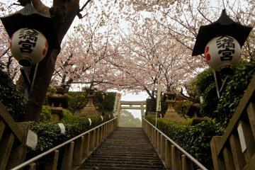 <p>This flight of stairs takes you to the Kitano Tenman Shrine. It is particularly beautiful during the cherry blossom season in April and a&nbsp;well-known place for weddings. You often can see wedding couples posing on the stairs for photographs.</p>