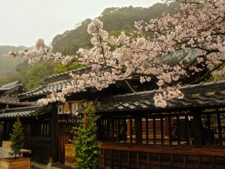 The main shrine building during the sakura&nbsp;(cherry blossom) season.