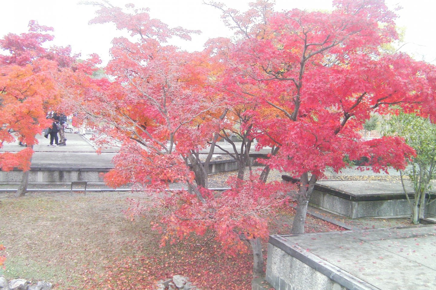 ต้นเมเปิ้ลบริเวณโบราณสถานปราสาทเอโกะ