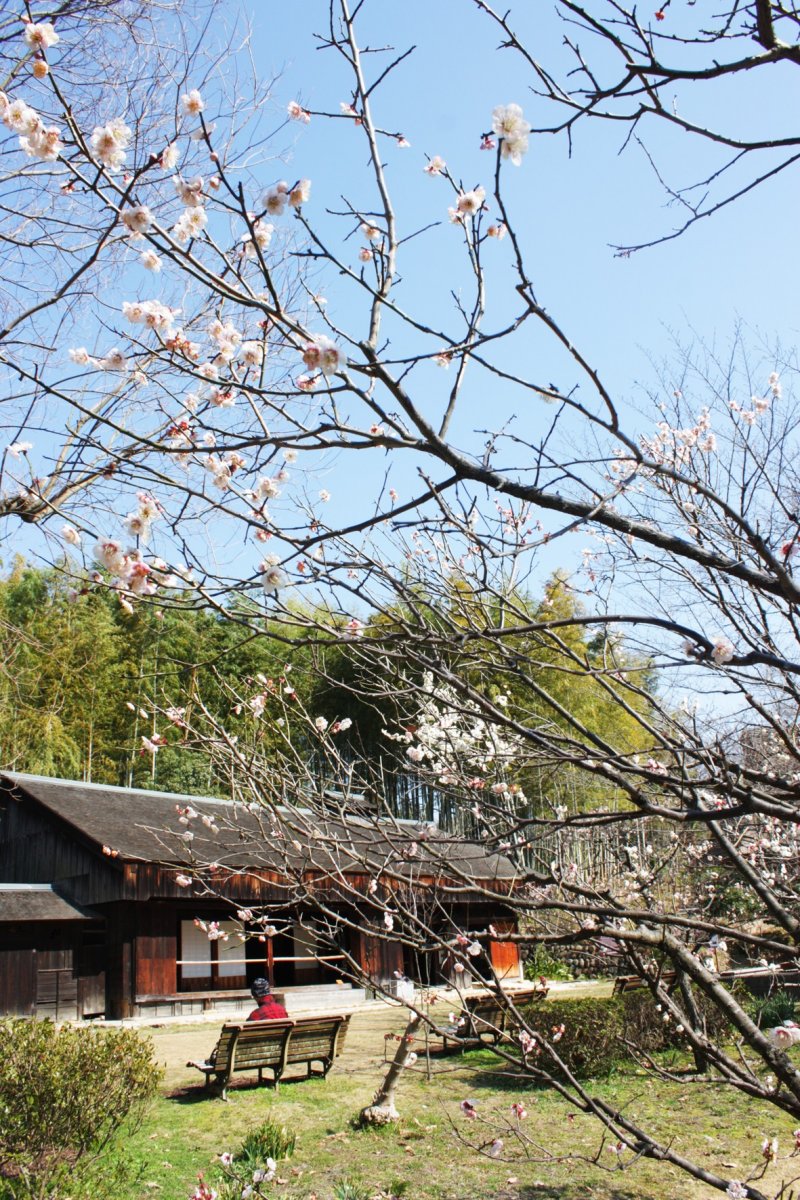 <p>ซากุระกำลังผลิบ้านหน้าบ้านไร่ญี่ปุ่นยุคโบราณที่มาจากหมู่บ้านโทซึกาวะ (Totsukawa Village) แห่ง จ.นาระ (Nara) ทำให้ยามที่เราเดินผ่านบริเวณนี้นั้นอดใจที่จะหยุดแวะนั่งพักชิลๆ ละเมียดกับบรรยากาศดีๆ เสียมิได้</p>