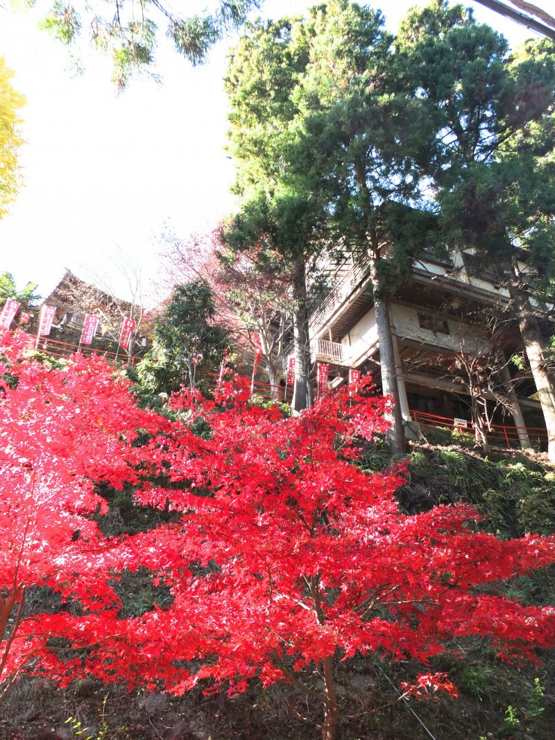 <p>Looking up at&nbsp;Oyama&nbsp;Temple on a beautiful autumn day</p>