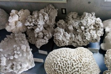 <p>Coral samples rest alongside the front entrance.&nbsp;</p>