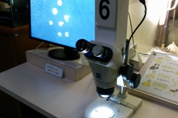 <p>Learn the science behind microscopes in this mini exhibit.&nbsp;</p>