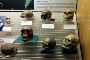 Various skulls. Need I say more?