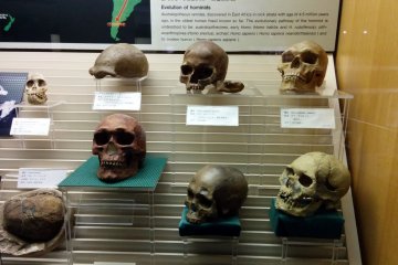 <p>Various skulls. Need I say more?</p>