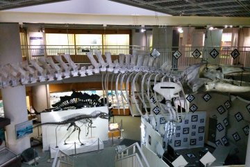<p>An overview of the museum with the magnificent whale skeleton hanging above.&nbsp;</p>
