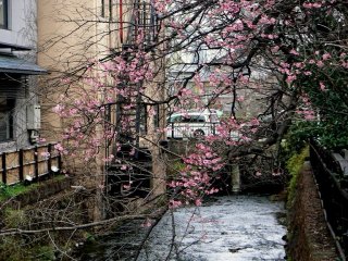 祇園を流れる白川に枝垂れかかる梅の木