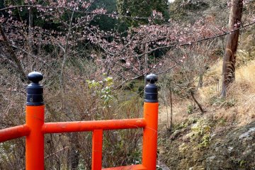 <p>Plum blossom beside the path</p>