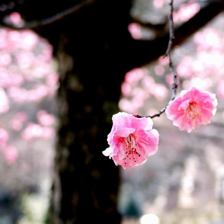 石山寺の梅の花