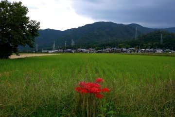 <p>Red spider lilies contrast with green fields and blue hills</p>