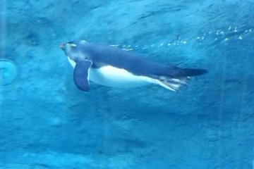 <p>แพนกวินว่ายน้ำในอุโมงค์</p>