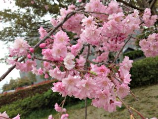 A message of hope from just the sight of this lovely cherry blossom!