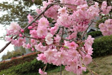 <p>A message of hope from just the sight of this lovely cherry blossom!</p>
