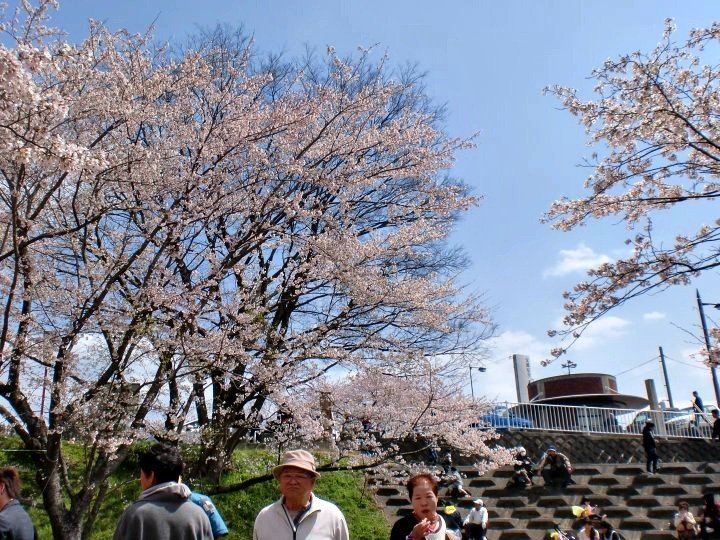 Strolling through the sakura park on a bright day