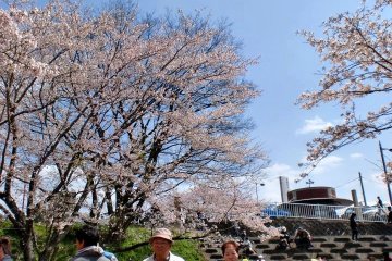 <p>Strolling through the sakura park on a bright day</p>