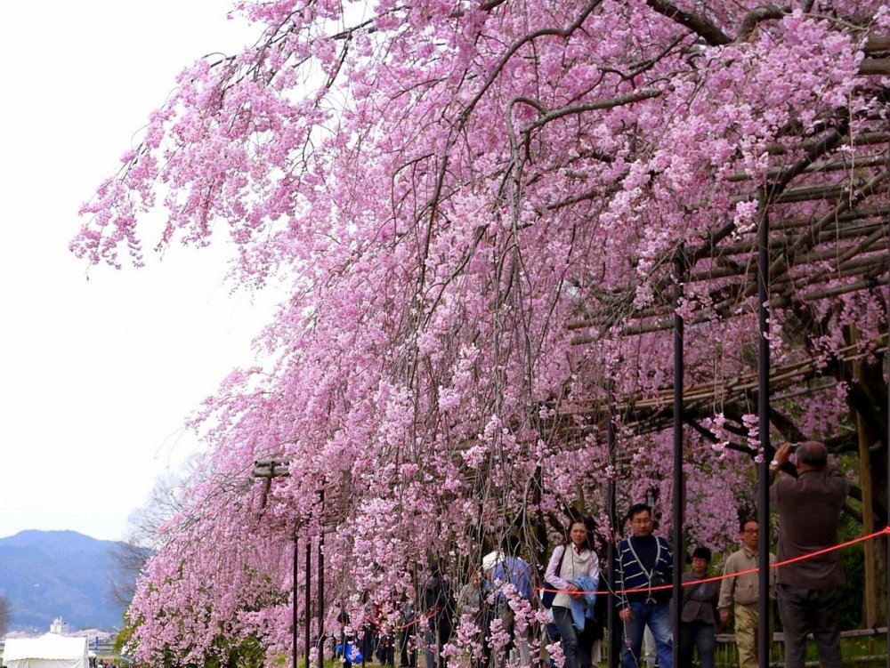 川岸の道沿いに美しく咲きこぼれる枝垂れ桜