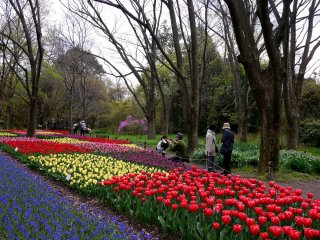 Colorful beds of tulips