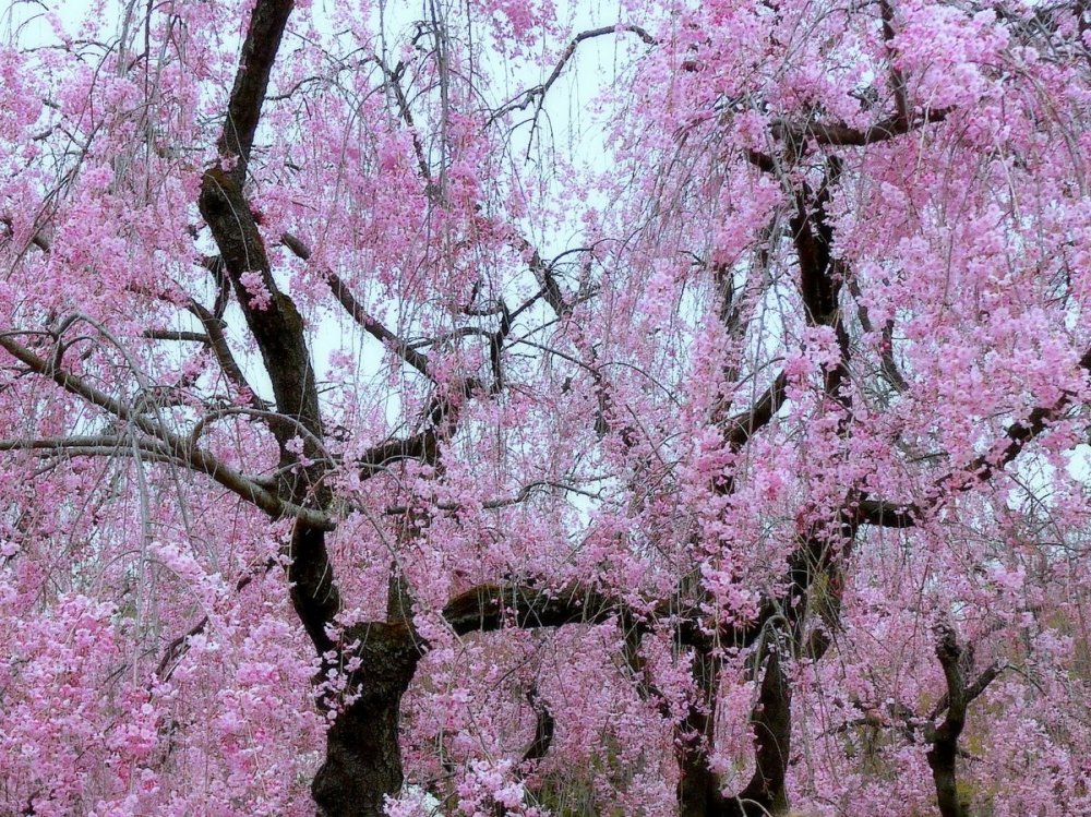 Pohon sakura dengan dahan yang berjuntai-juntai 