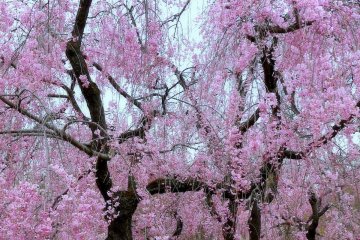 <p>Large weeping cherry blossom tree</p>