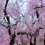 Spring at Kyoto Botanical Gardens