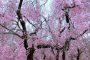 Spring at Kyoto Botanical Gardens