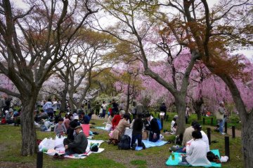 <p>People picnicking under cherry trees</p>
