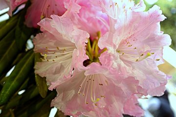 <p>There was also a rhododendron exhibition</p>