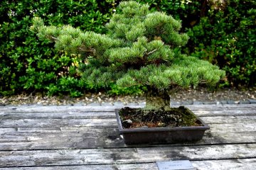 <p>Lush pine needle growth</p>