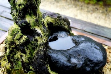<p>Lichen coated roots hold a stone with a natural water bowl</p>