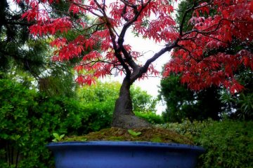 파란 그릇에 빨간 단풍나무
