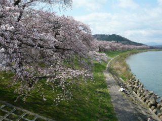 Bunga sakura bermekaran secara penuh di tepi sungai Shiroishi