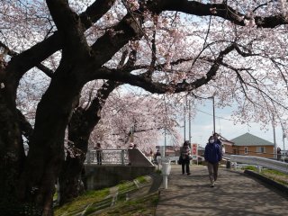Warga lokal berjalan-jalan di sepanjangsungai sambil menikmati sakura