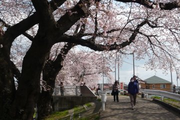 산책하는 김에 벚꽃놀이를 즐기는 지역 사람들