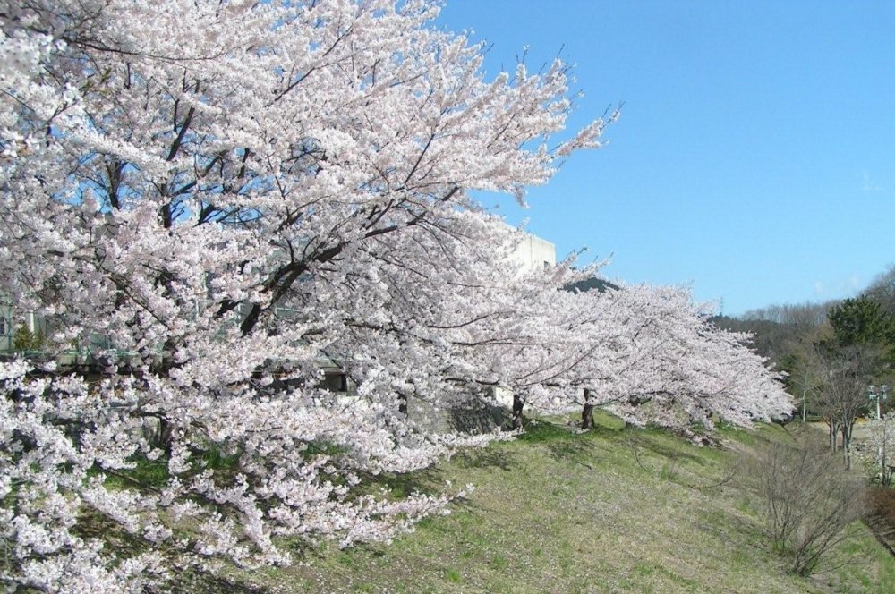 Cherry blossoms in full bloom at the river bank