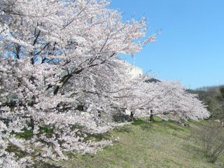 土手に咲き誇る満開の桜