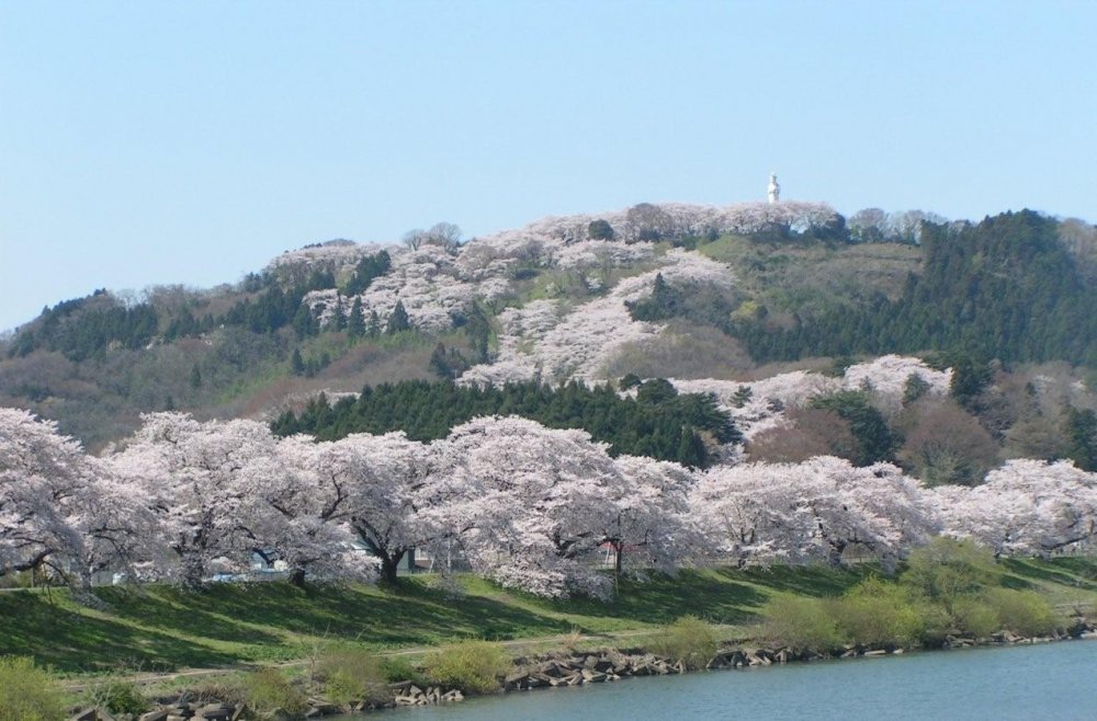 Cherry blossom-laden hills with the statue of Goddess of Mercy at the top overlooking the river &nbsp;