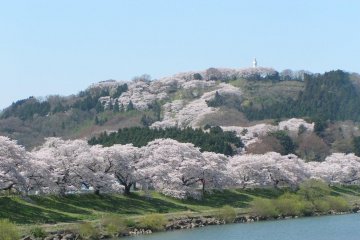 미야기, 시로이시가와의 천그루 사쿠라